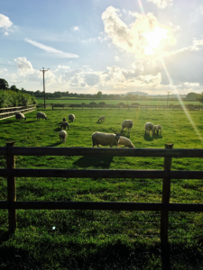 Sheep at Harbury Fields Caravan Site