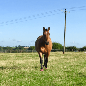 Bay horse walking in the field towards the camera