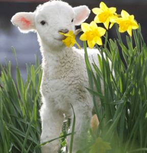A photo of a Lamb and some daffodils at Harbury Fields
