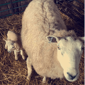 A ewe and her lamb looking at the camera