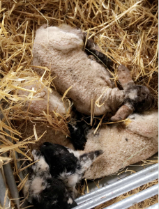 Photo of Lambs Born 2018