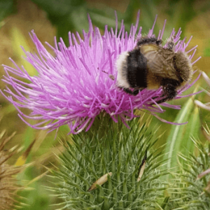 A bumble bee collecting pollen from a thistle