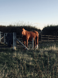 Horse stood at an iron gate