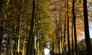 Autumn avenue of trees