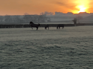 Horses in a field at sunrise